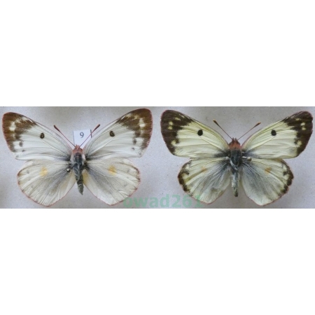 Colias hyale (Linnaeus, 1758) pair Szlaczkoń siarecznik Czech9